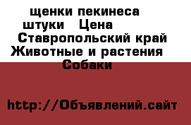 щенки пекинеса  2 штуки › Цена ­ 4 000 - Ставропольский край Животные и растения » Собаки   